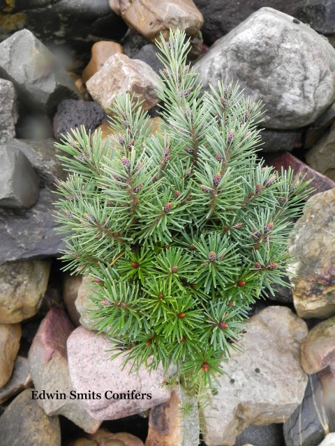 Pseudotsuga menziesii 'Forest Wave'